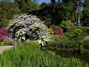 Wakehurst Place Collection: Flowering wisteria