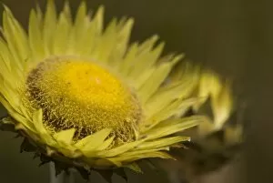 Helichrysum Gallery: Flowers