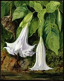 Images Dated 3rd December 2007: Flowers of Datura and Humming Birds, Brazil