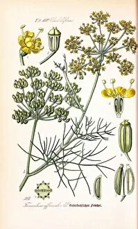 Watercolours Collection: Foeniculum officinale, fennel