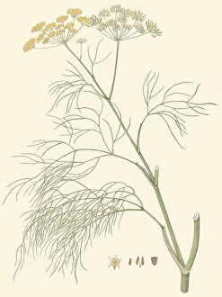 Botanical Drawing Collection: Foeniculum vulgare, 1832