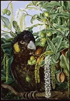 Women Artists Gallery: Foliage, Flowers, and Fruit of a Queensland Tree, and Black Coc