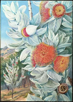 Marianne North Collection: Foliage, Flowers, and Seed-vessels of a rare West Australian Shrub, 1880