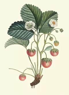Plant Portrait Collection: Fragaria species, 1846