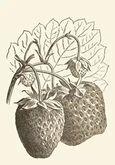 Fruit Collection: Fragaria species, 1900