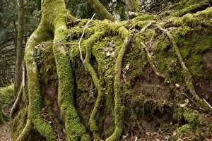 Ferns & mosses Collection: Francis Rose Reserve, Wakehurst