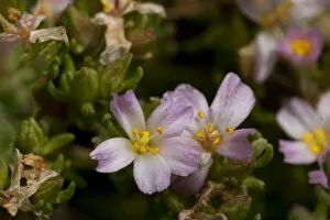 Flowers Collection: Frankenia laevis