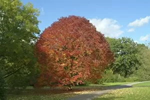 Trees in the landscape Gallery: fraxinus americana