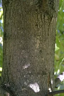 Bark Gallery: Fraxinus pensylvanica, Oleaceae