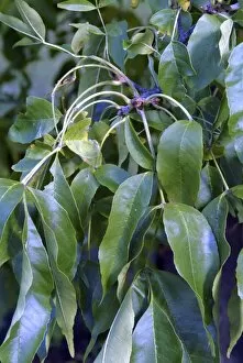 Close-ups Collection: Fraxinus pensylvanica, Oleaceae