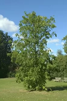 Trees and Shrubs Collection: Fraxinus pensylvanica, Oleaceae