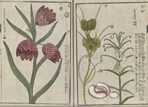 Stem Gallery: Fritillaria anhuiensis, woodblock print and manuscript on paper, Honzo Zufu, 1828