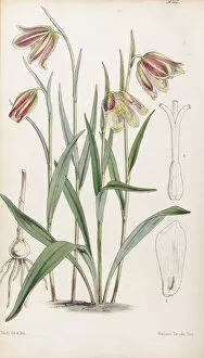 Botanical Art Gallery: Fritillaria graeca, 1858
