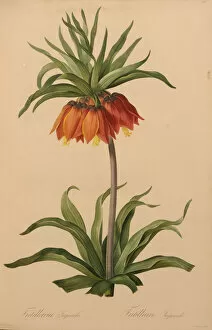 Orange Colour Gallery: Fritillaria imperialis, 1805-1816
