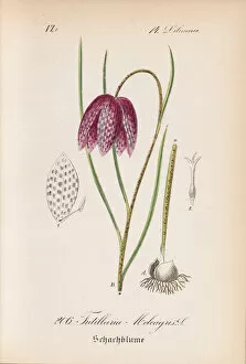 Flora Von Deutschland Gallery: Fritillaria meleagris, 1880-1888