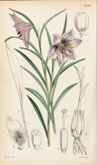 Walter Hood Fitch Collection: Fritillaria oxypetala, 1953