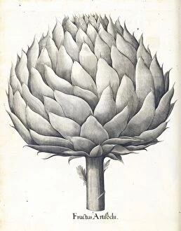 Botanical Illustration Collection: Fructus artischochi
