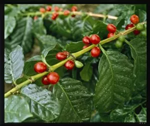 Rubiaceae Gallery: Fruit of Coffea arabica, coffee