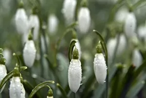 Images Dated 7th February 2008: Galanthus