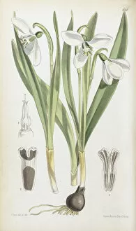 Walter Hood Fitch Collection: Galanthus elwesii, 1875