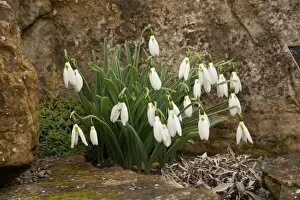 White Gallery: Galanthus elwesii var. elwesii Kite