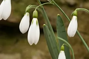 Plants and Fungi Collection: Galanthus George Elwes