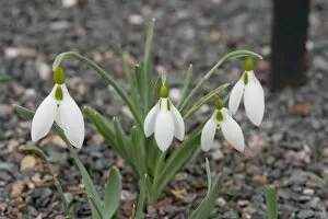 Images Dated 22nd February 2012: Galanthus gracilis