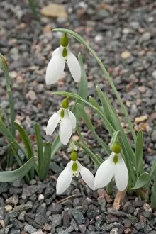 Red Listed Gallery: Galanthus gracilis