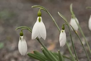 Images Dated 27th February 2013: Galanthus gracilis