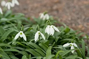 Plants and Fungi Collection: Galanthus ikariae