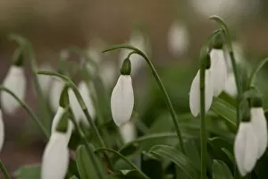Images Dated 27th February 2013: Galanthus ikariae