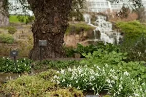 Snowdrop Gallery: Galanthus ikariae snowdrops, RBG Kew