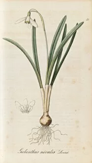 Botanical Drawing Gallery: Galanthus nivalis, 1832-1833