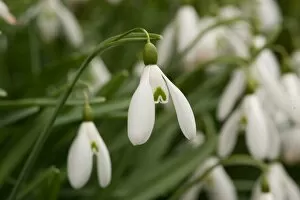 Plants and Fungi Gallery: Galanthus nivalis Magnet