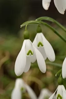 Snow Drop Collection: Galanthus nivalis Magnet