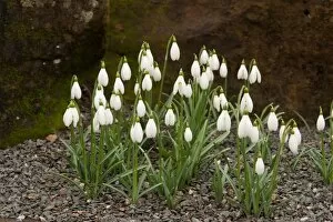Plants and Fungi Collection: Galanthus nivalis Neil Fraser