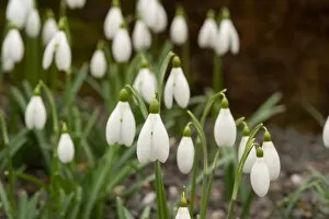 Images Dated 27th February 2013: Galanthus nivalis Neil Fraser