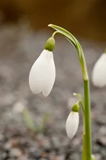 Snow Drop Collection: Galanthus nivalis S. Arnott