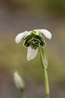 Images Dated 27th February 2013: Galanthus Ophelia