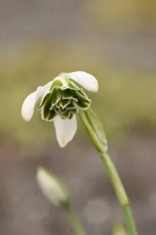 Snow Drop Gallery: Galanthus Ophelia