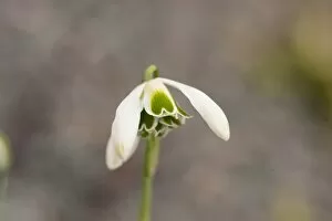 Images Dated 27th February 2013: Galanthus Ophelia