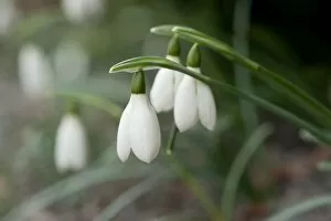 Images Dated 22nd February 2012: Galanthus reginae-olgae
