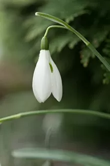 Images Dated 22nd February 2012: Galanthus reginae-olgae
