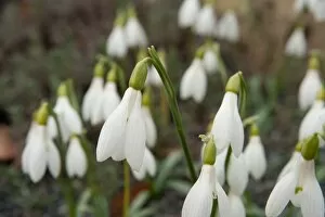 Plants and Fungi Collection: Galanthus rizehensis