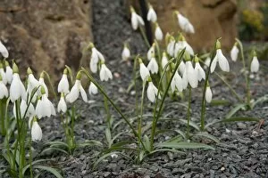Images Dated 22nd February 2012: Galanthus rizehensis