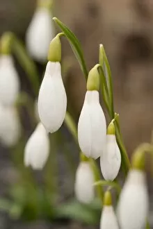 Images Dated 27th February 2013: Galanthus rizehensis