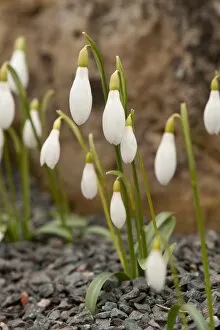 Images Dated 27th February 2013: Galanthus rizehensis