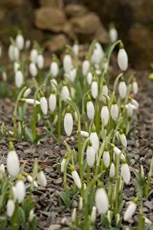 Images Dated 27th February 2013: Galanthus x valentinei