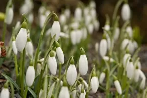 Plants and Fungi Collection: Galanthus x valentinei