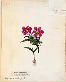 Botanical Art Collection: Galaxia ovata Thunb. (┼Æ.) purpurea Ker Gawl. ( Purple-flowered